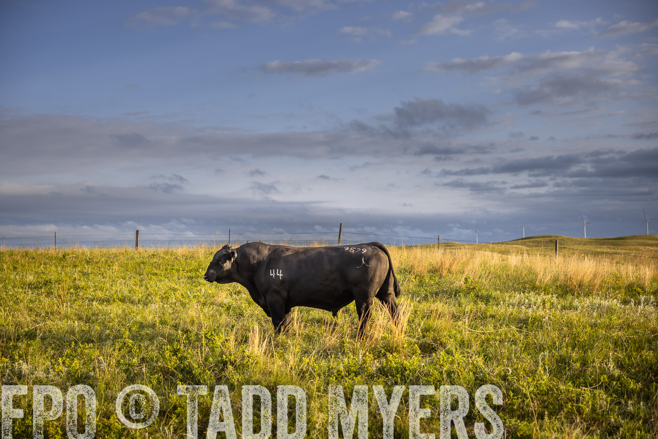 TMyers_PP_FinneyRanch_Nebraska_June2024-510066