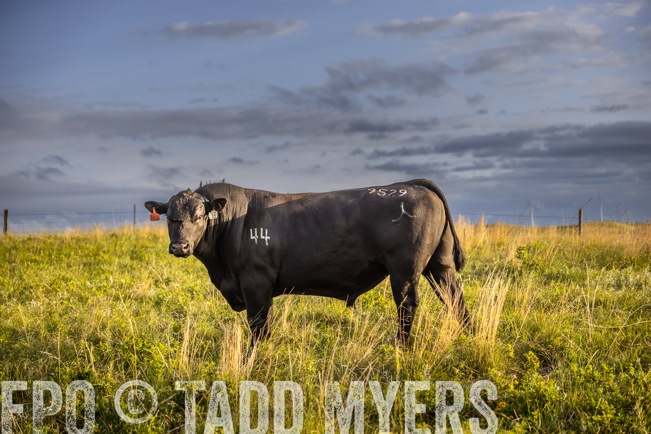 TMyers_PP_FinneyRanch_Nebraska_June2024-510070
