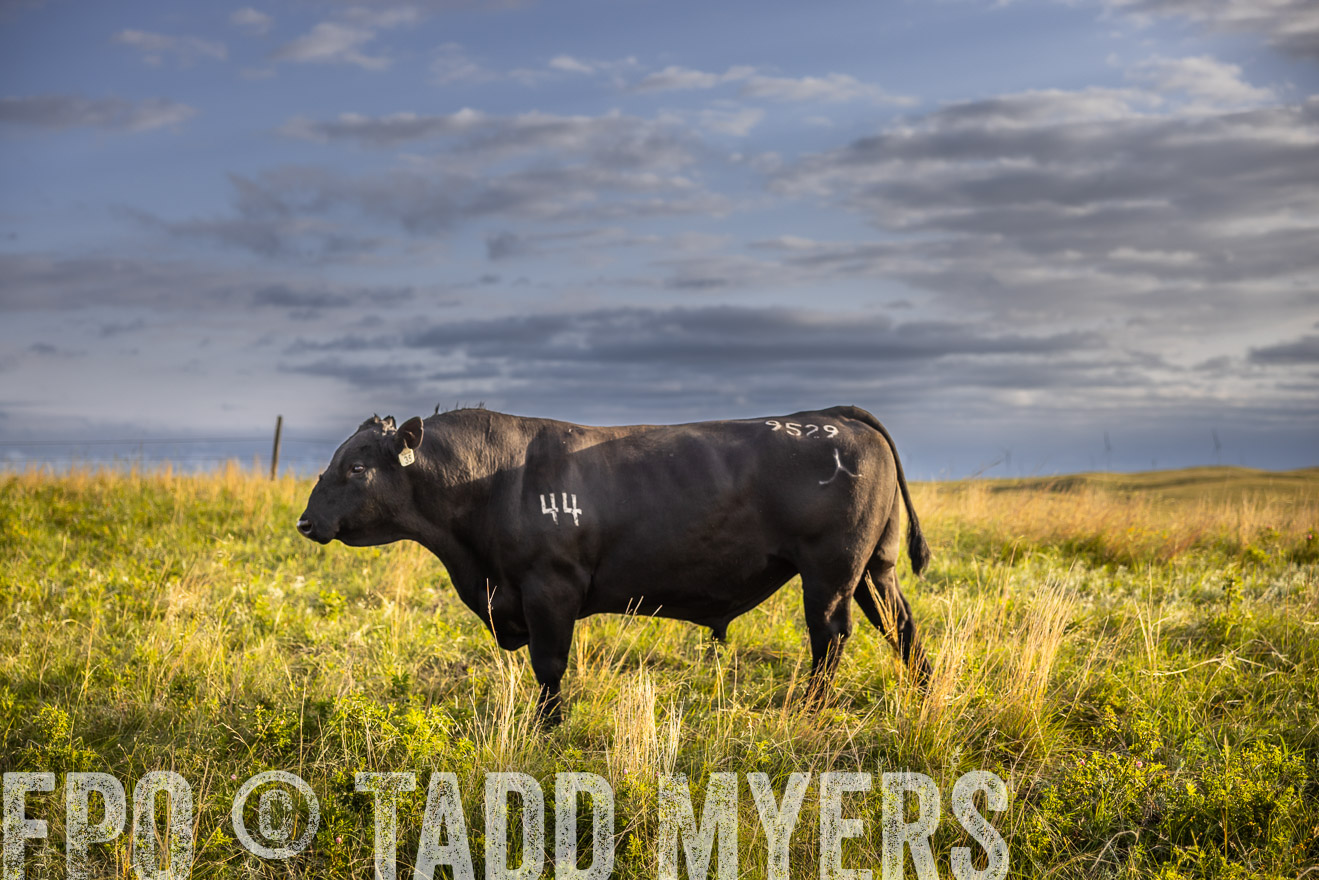TMyers_PP_FinneyRanch_Nebraska_June2024-510083