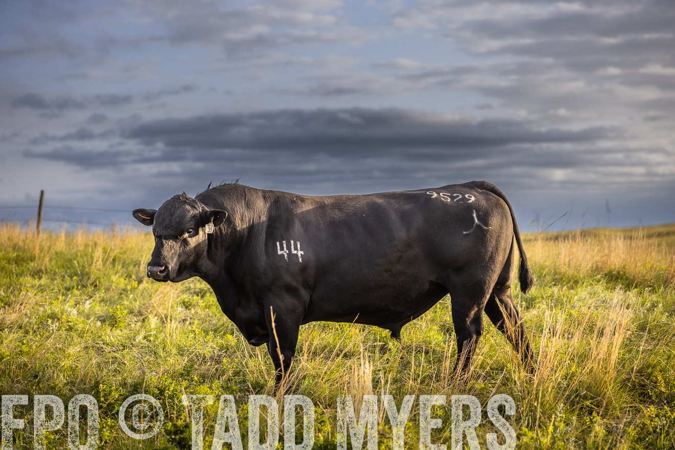 TMyers_PP_FinneyRanch_Nebraska_June2024-510092
