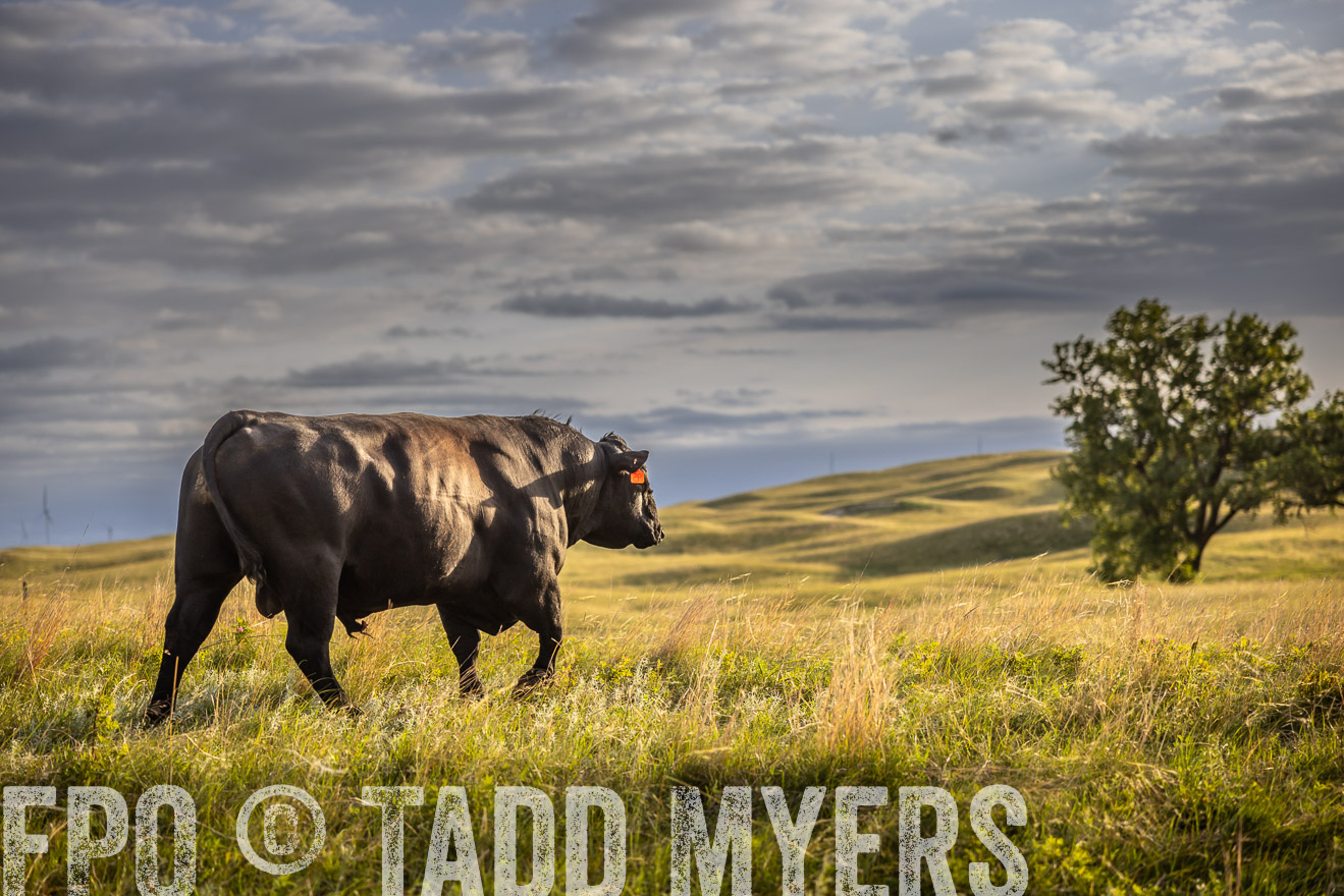 TMyers_PP_FinneyRanch_Nebraska_June2024-510105