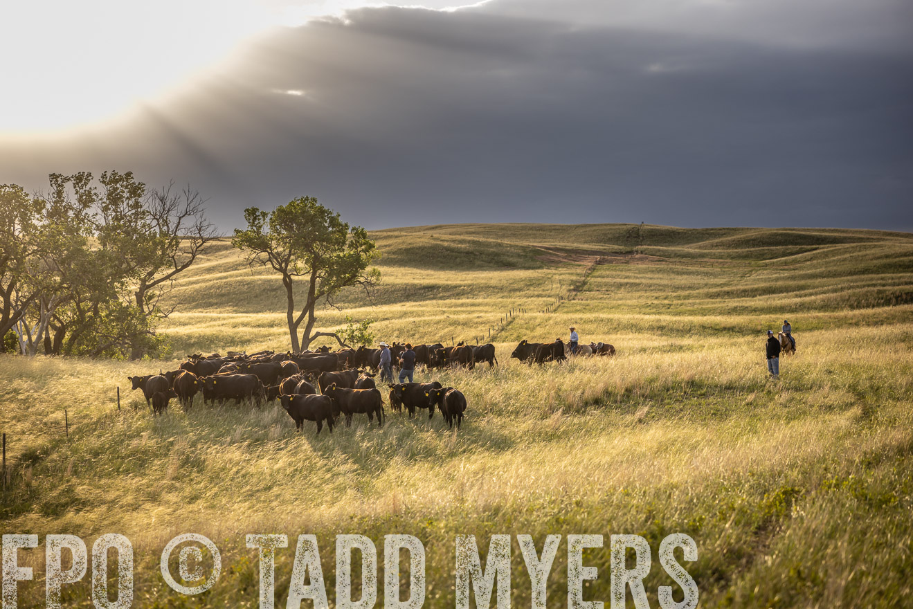 TMyers_PP_FinneyRanch_Nebraska_June2024-510110