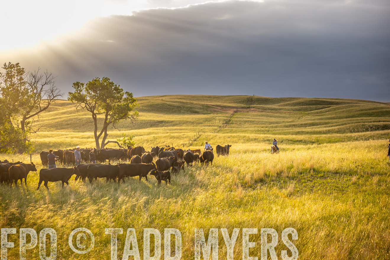 TMyers_PP_FinneyRanch_Nebraska_June2024-510114