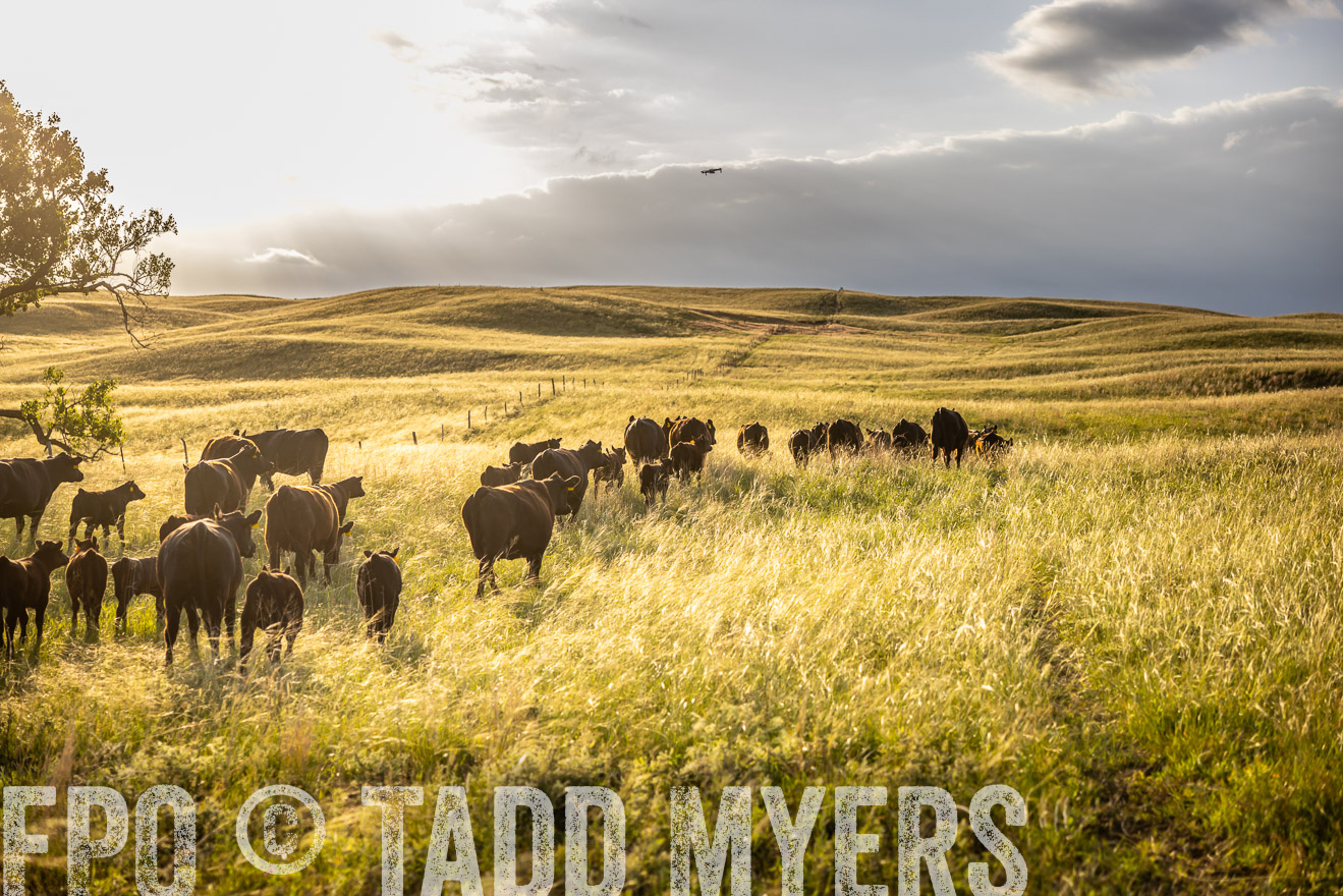 TMyers_PP_FinneyRanch_Nebraska_June2024-510305