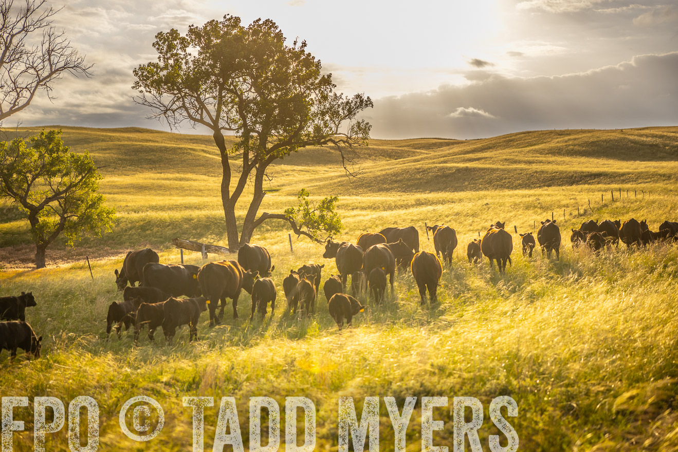 TMyers_PP_FinneyRanch_Nebraska_June2024-510313