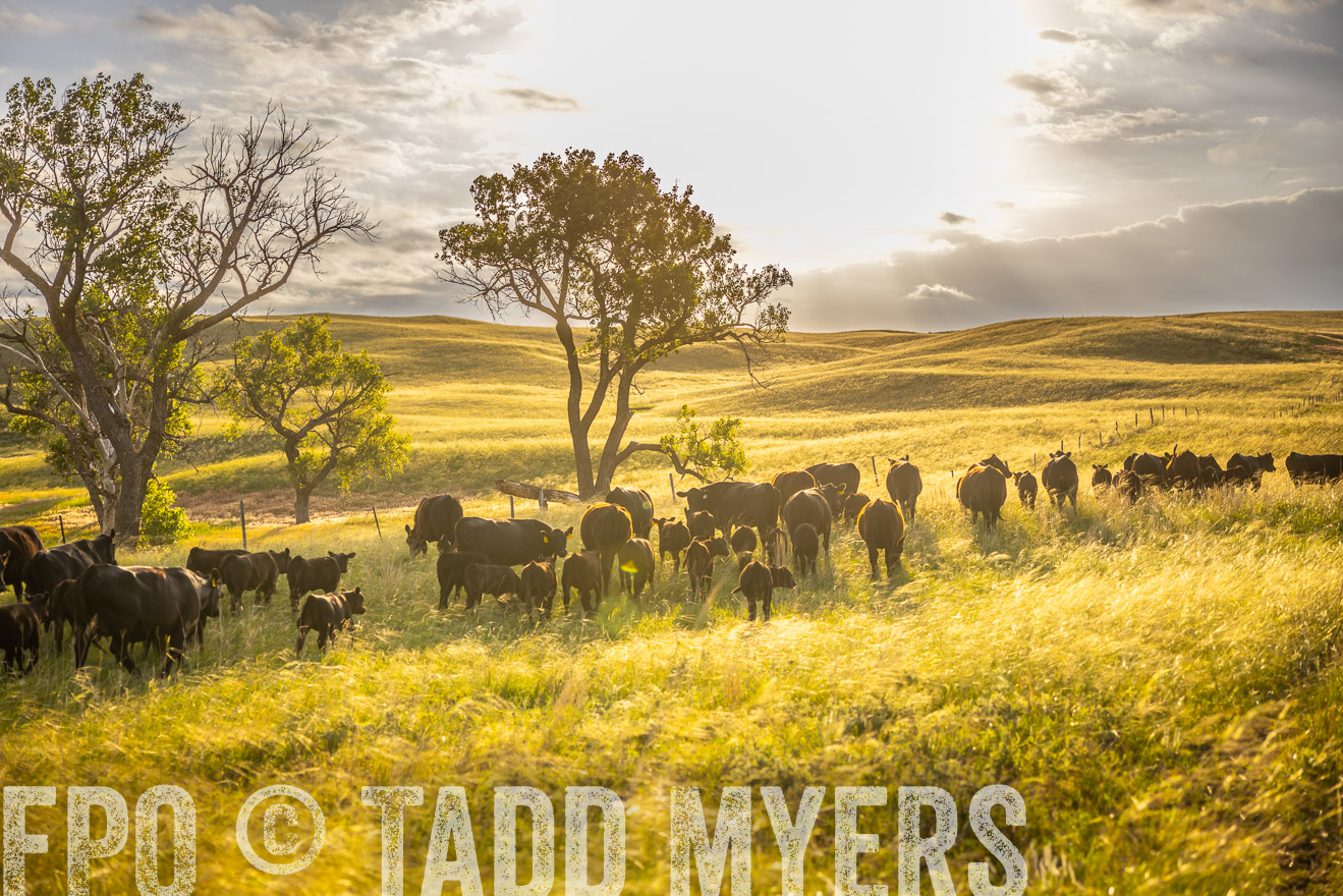 TMyers_PP_FinneyRanch_Nebraska_June2024-510317