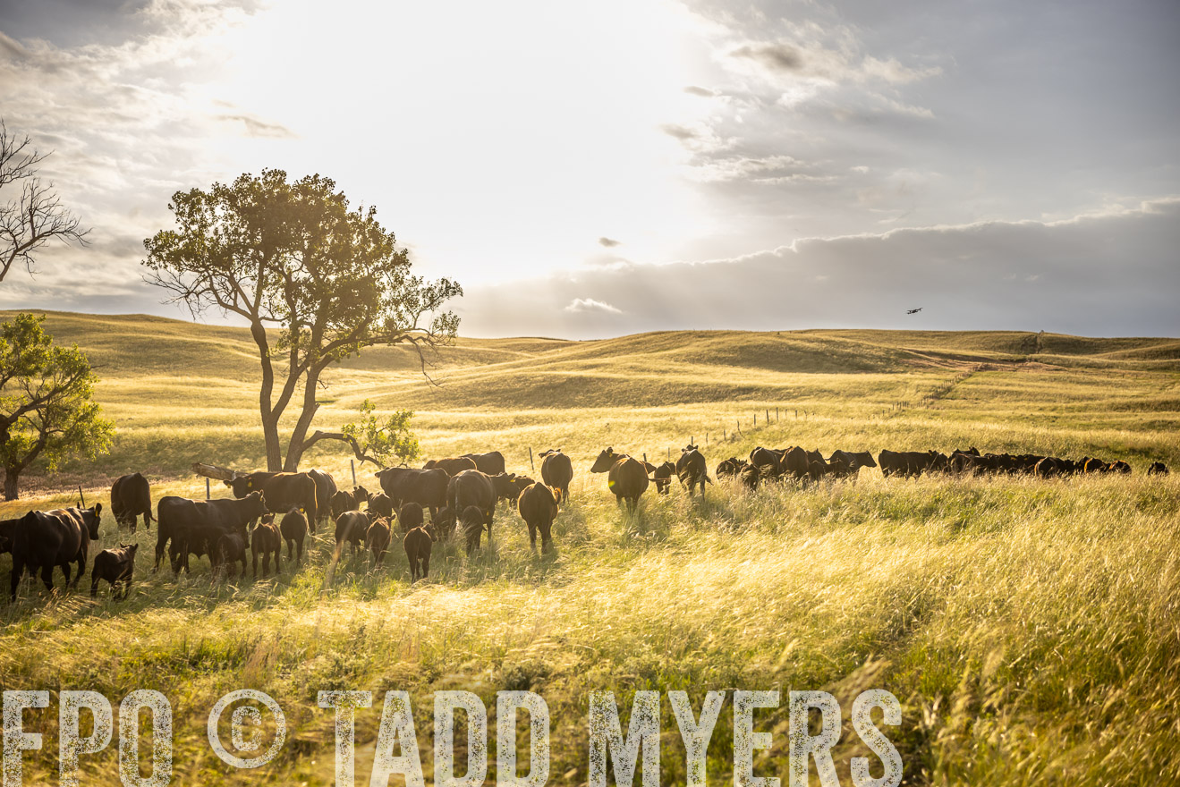 TMyers_PP_FinneyRanch_Nebraska_June2024-510321