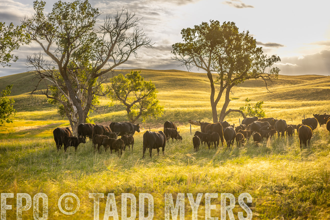 TMyers_PP_FinneyRanch_Nebraska_June2024-510323