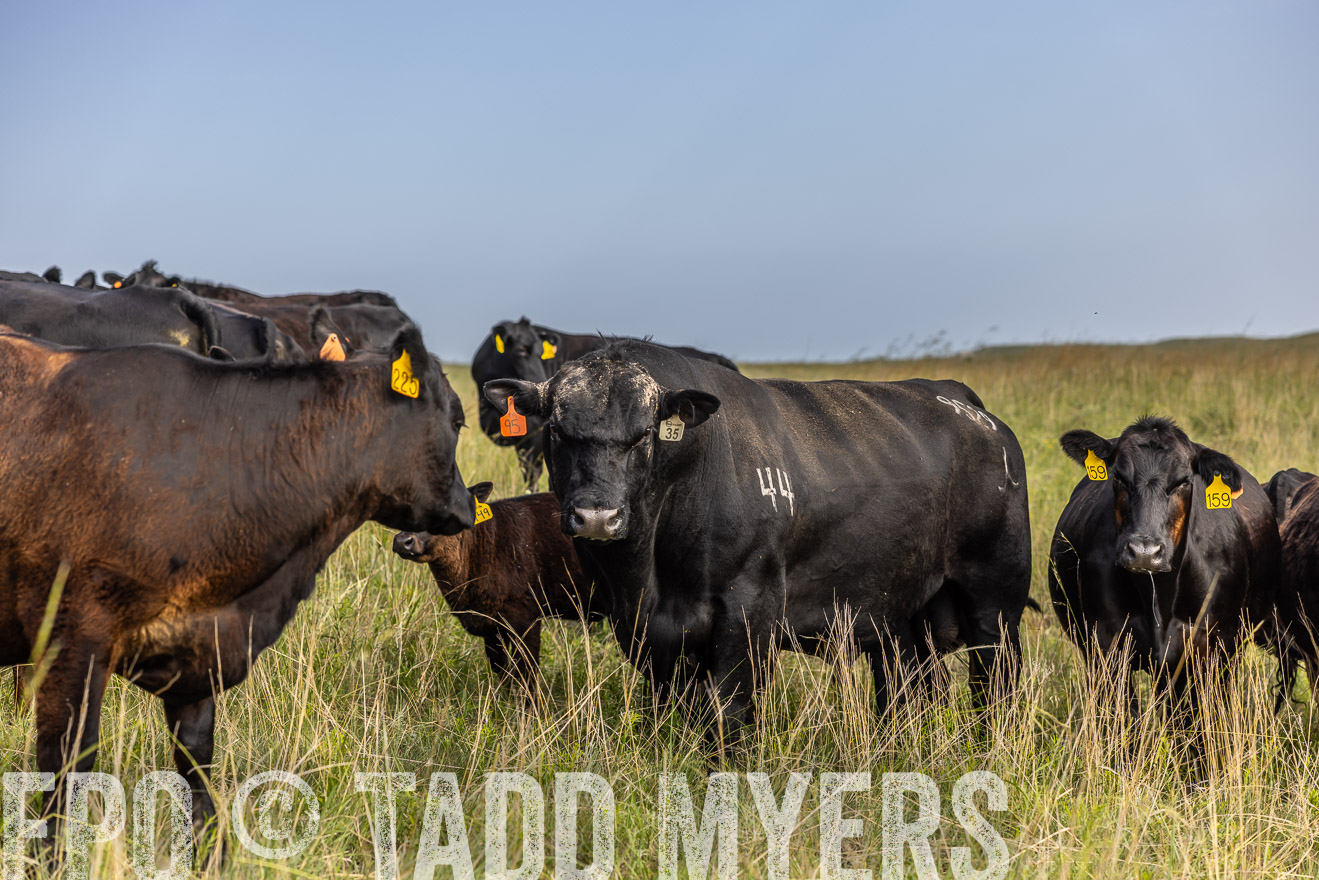 TMyers_PP_FinneyRanch_Nebraska_June2024-516891
