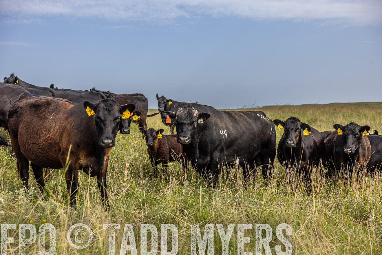 TMyers_PP_FinneyRanch_Nebraska_June2024-516901