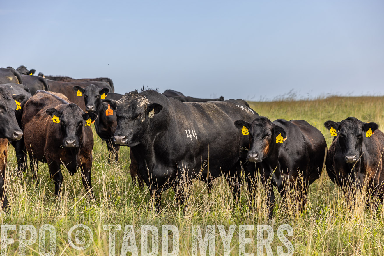 TMyers_PP_FinneyRanch_Nebraska_June2024-516974