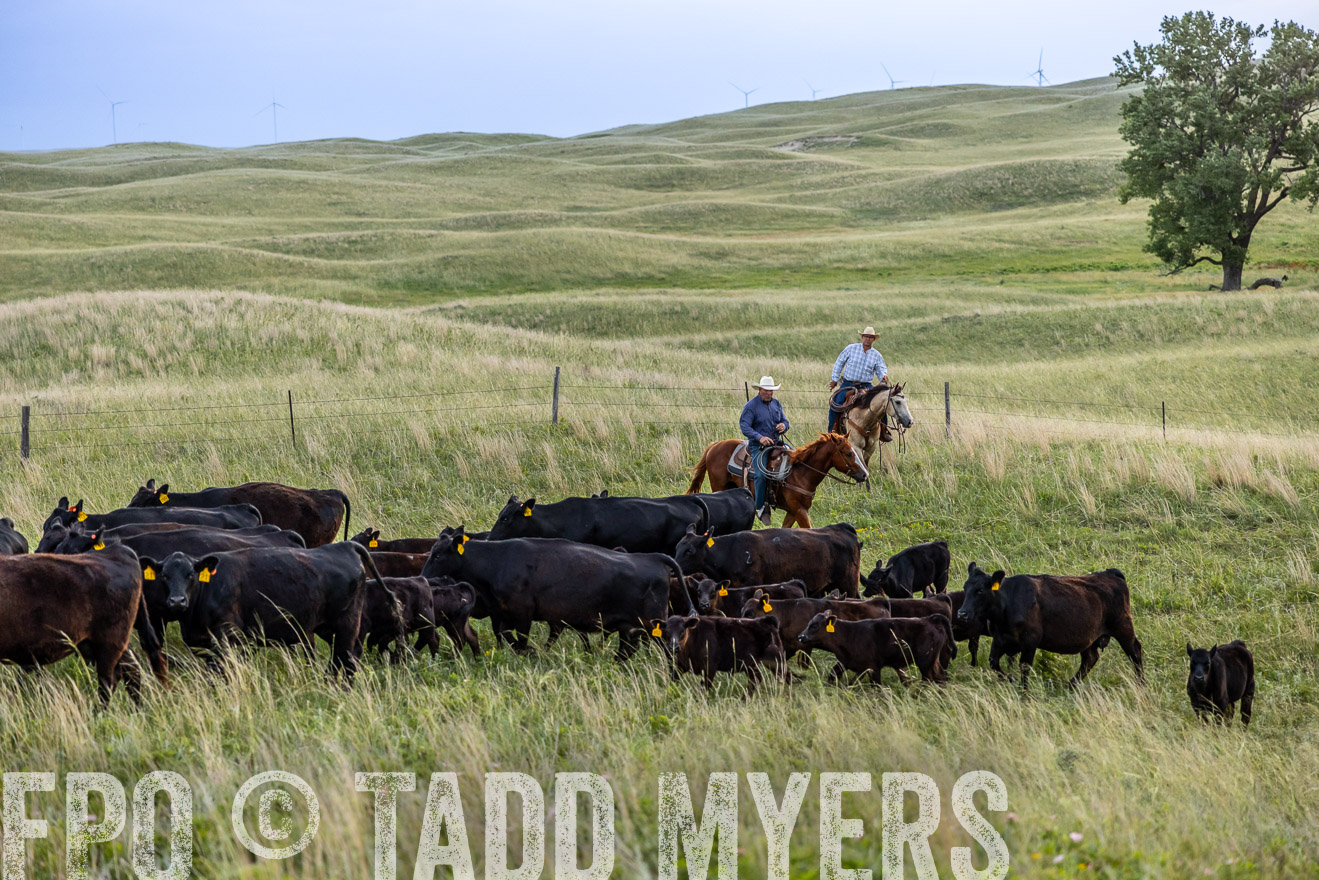 TMyers_PP_FinneyRanch_Nebraska_June2024-517100