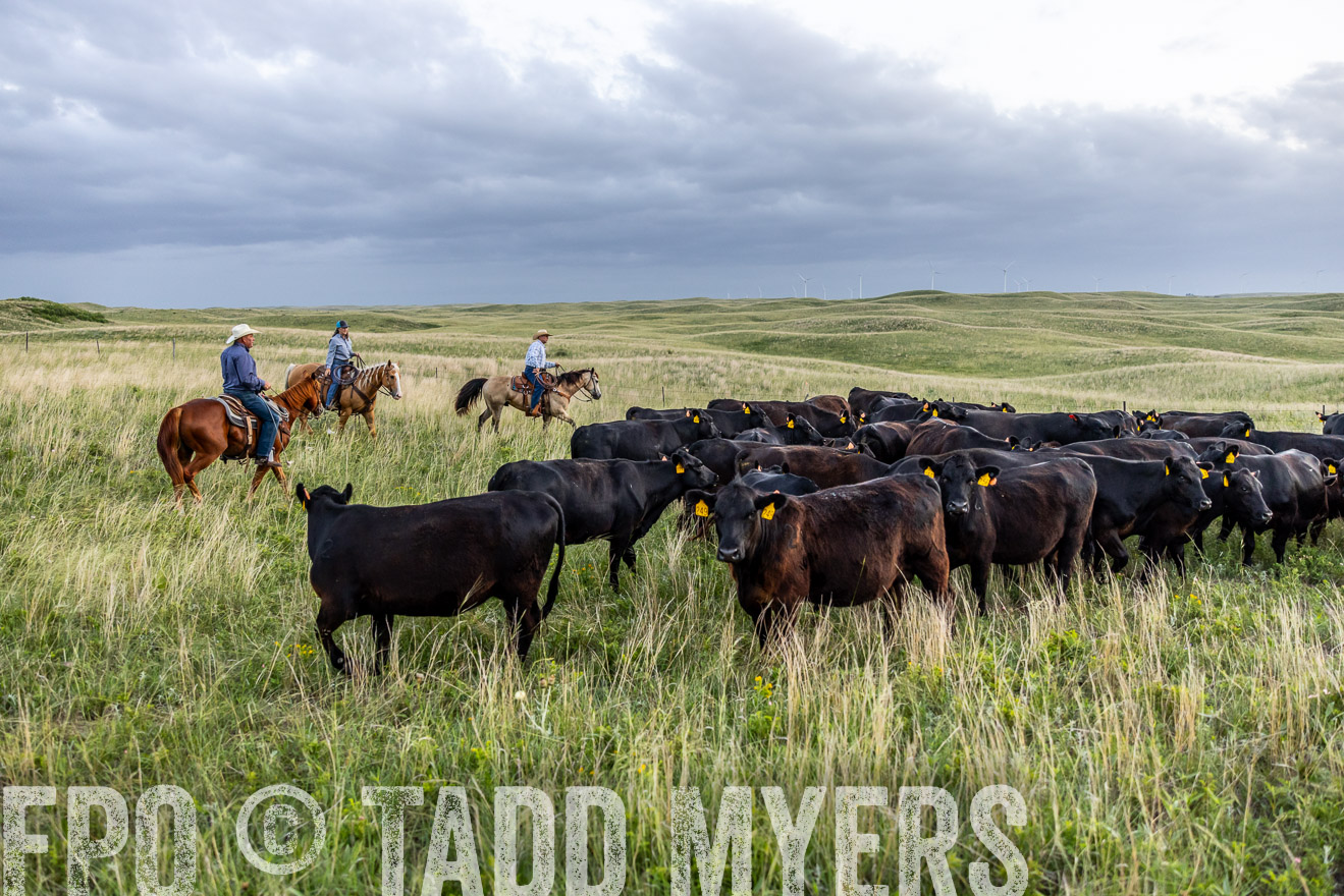 TMyers_PP_FinneyRanch_Nebraska_June2024-517159