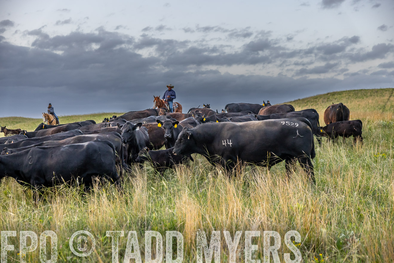 TMyers_PP_FinneyRanch_Nebraska_June2024-517399