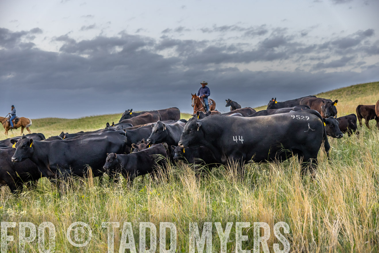 TMyers_PP_FinneyRanch_Nebraska_June2024-517407