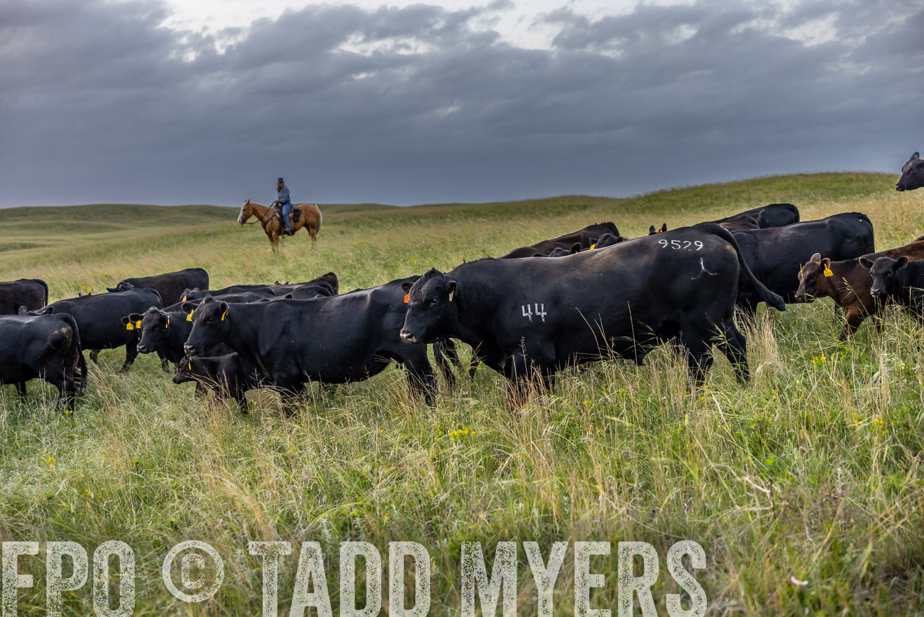 TMyers_PP_FinneyRanch_Nebraska_June2024-517436