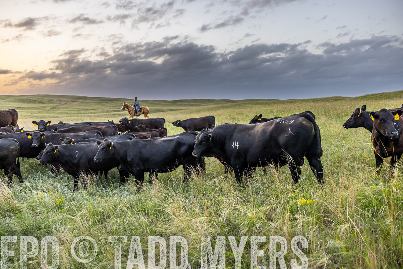 TMyers_PP_FinneyRanch_Nebraska_June2024-517458