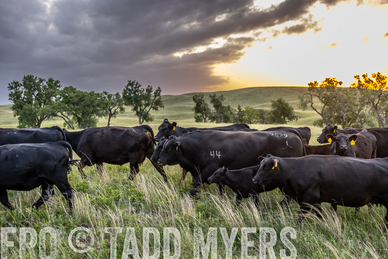 TMyers_PP_FinneyRanch_Nebraska_June2024-517488