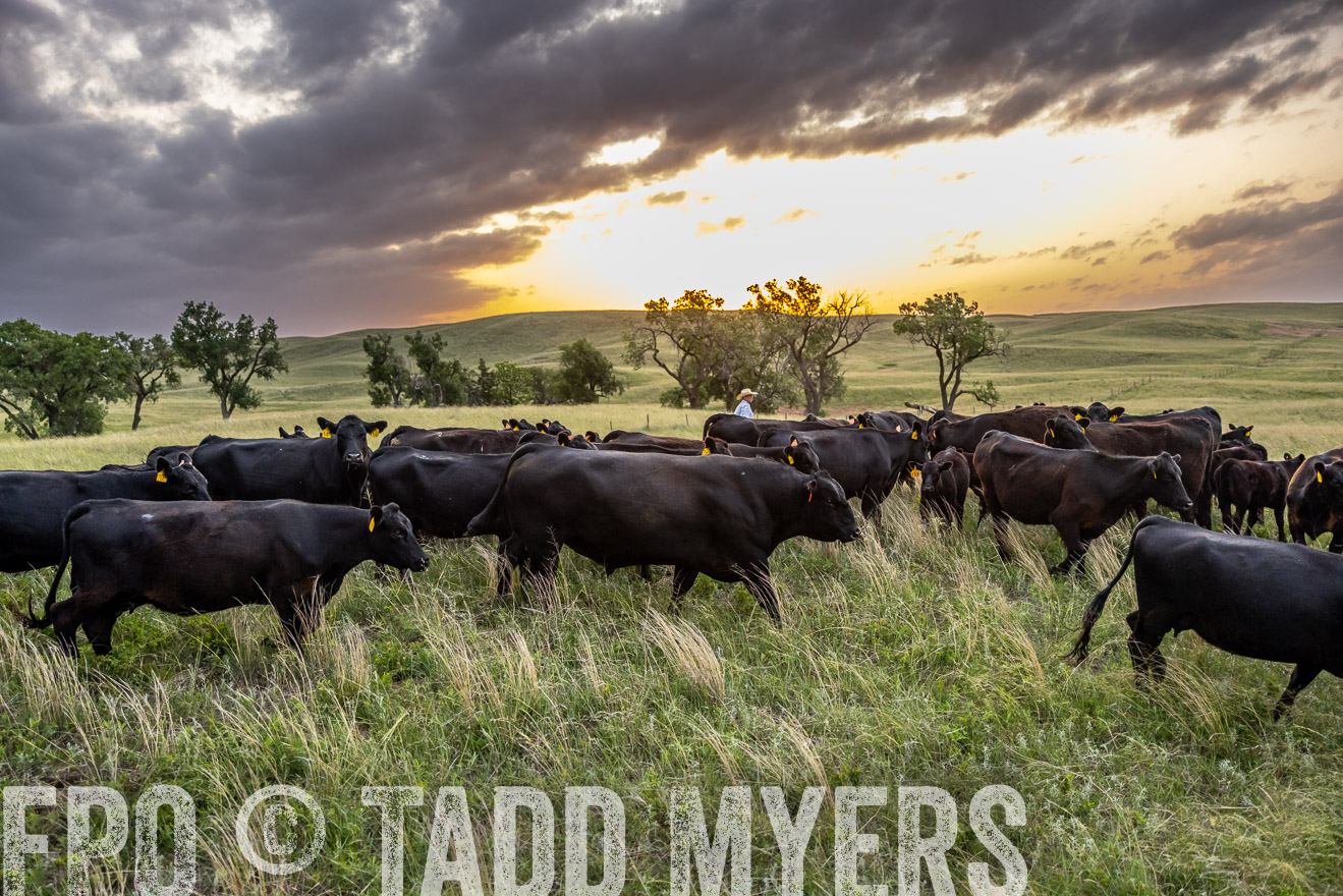 TMyers_PP_FinneyRanch_Nebraska_June2024-517537
