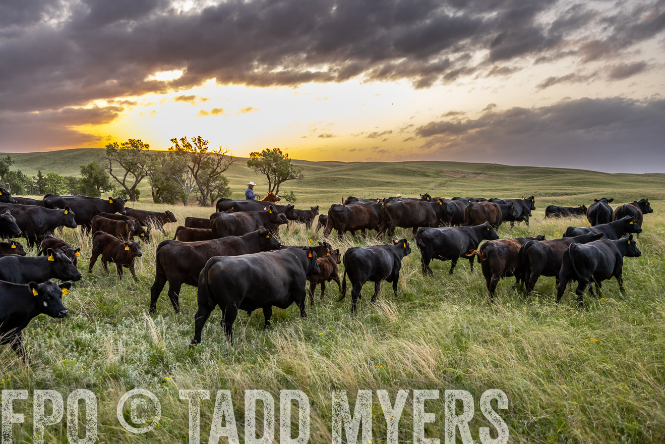 TMyers_PP_FinneyRanch_Nebraska_June2024-517544