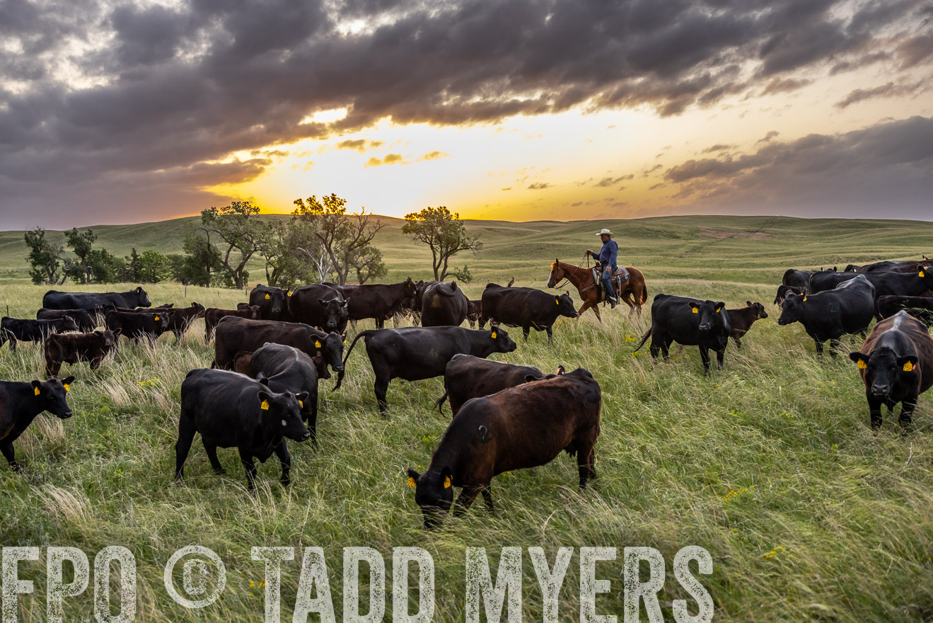 TMyers_PP_FinneyRanch_Nebraska_June2024-517551
