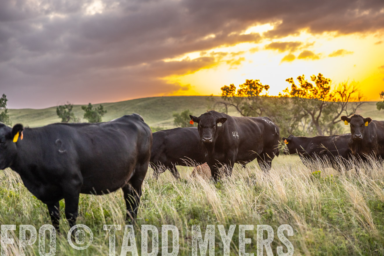 TMyers_PP_FinneyRanch_Nebraska_June2024-517577
