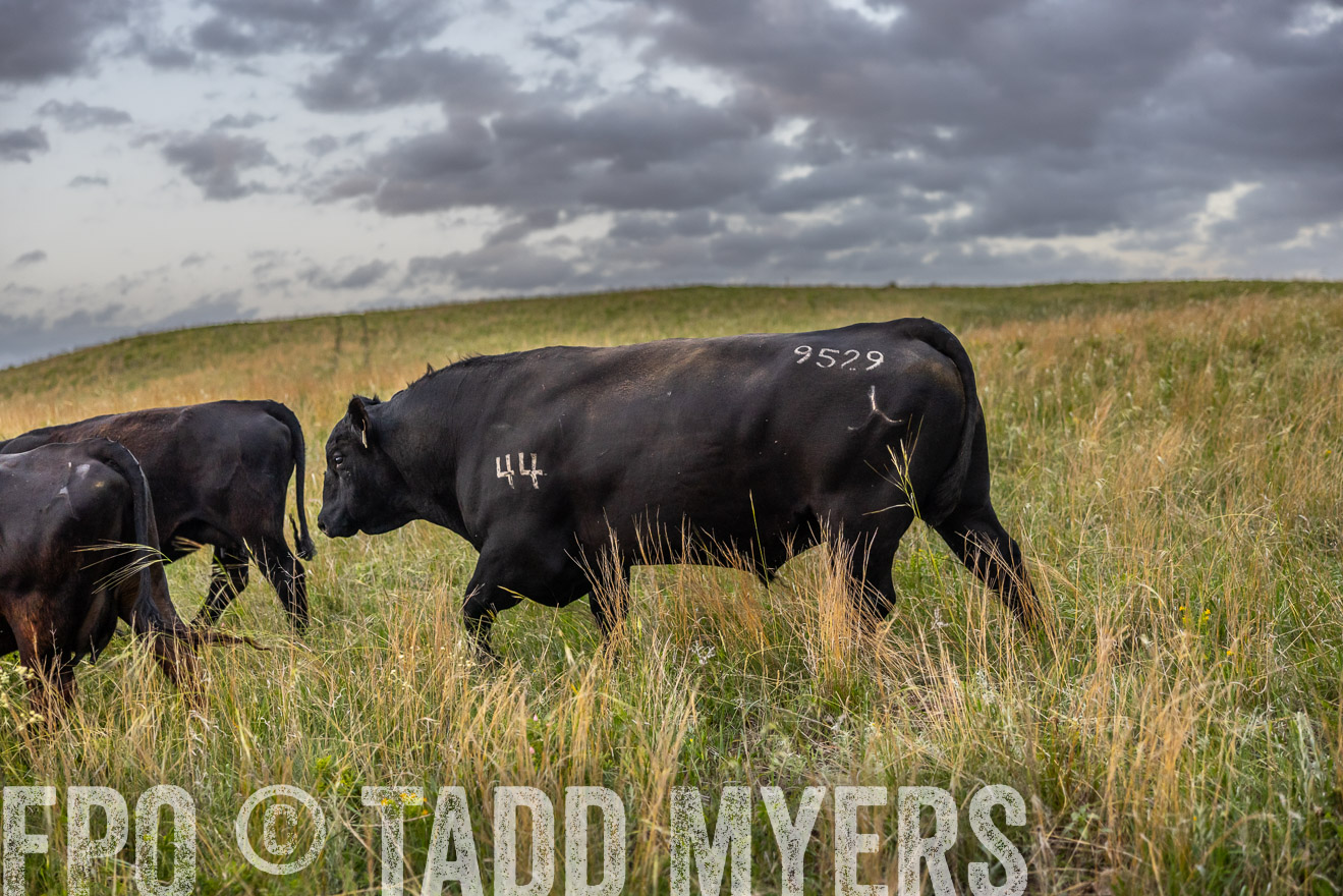 TMyers_PP_FinneyRanch_Nebraska_June2024-517627