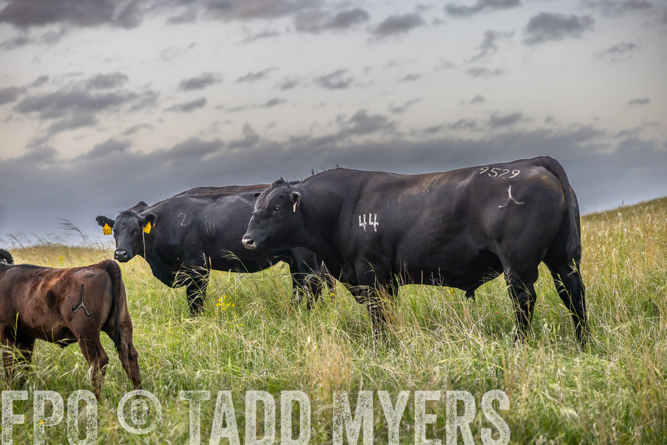 TMyers_PP_FinneyRanch_Nebraska_June2024-517668