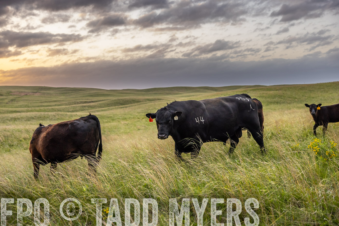 TMyers_PP_FinneyRanch_Nebraska_June2024-517707