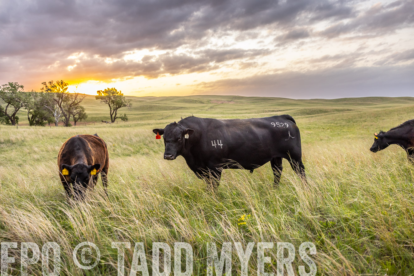 TMyers_PP_FinneyRanch_Nebraska_June2024-517724