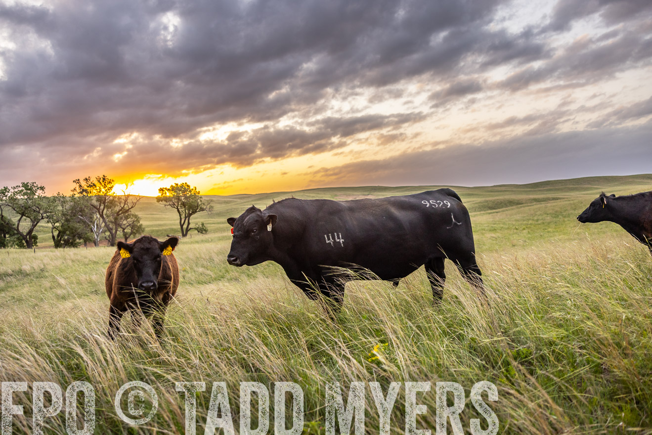 TMyers_PP_FinneyRanch_Nebraska_June2024-517742