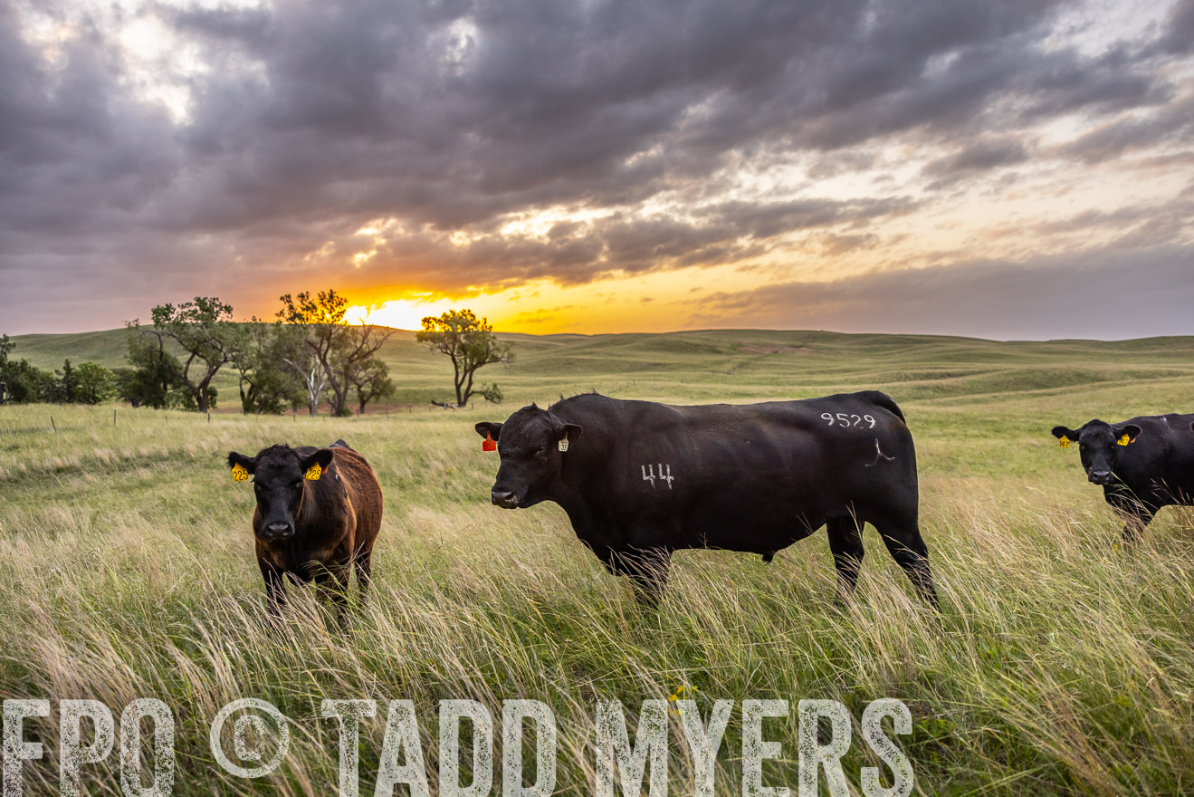TMyers_PP_FinneyRanch_Nebraska_June2024-517787