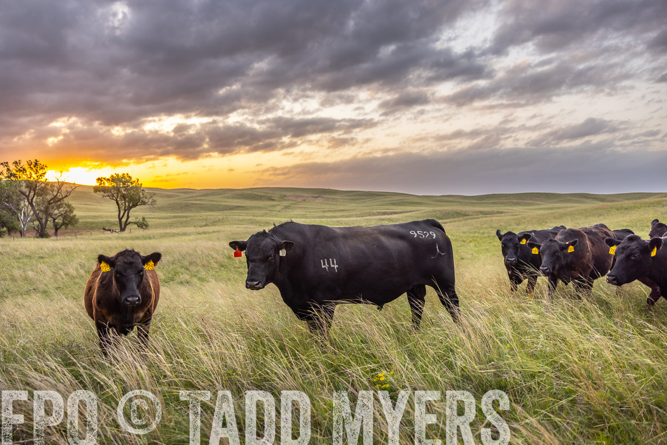 TMyers_PP_FinneyRanch_Nebraska_June2024-517795