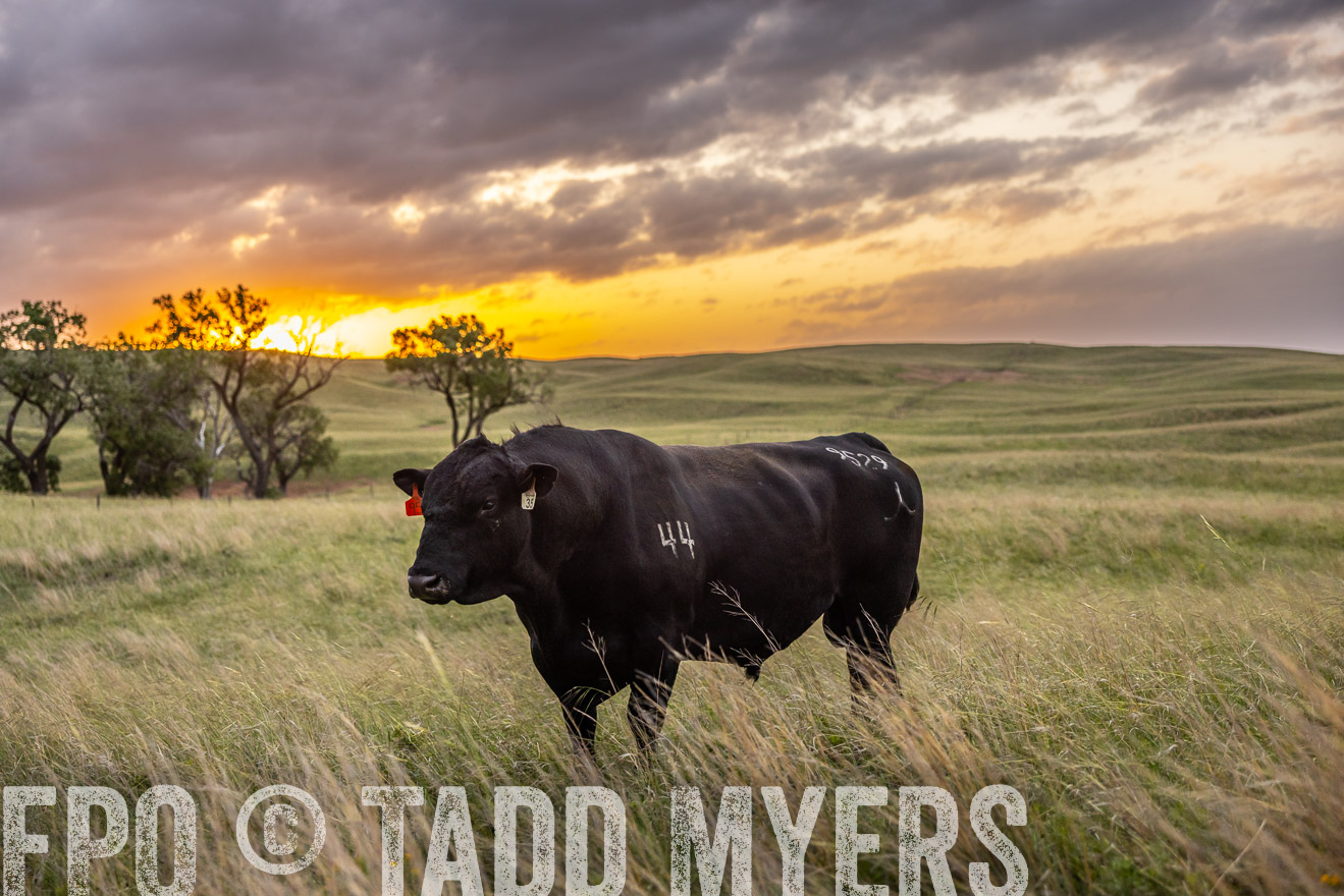 TMyers_PP_FinneyRanch_Nebraska_June2024-517827