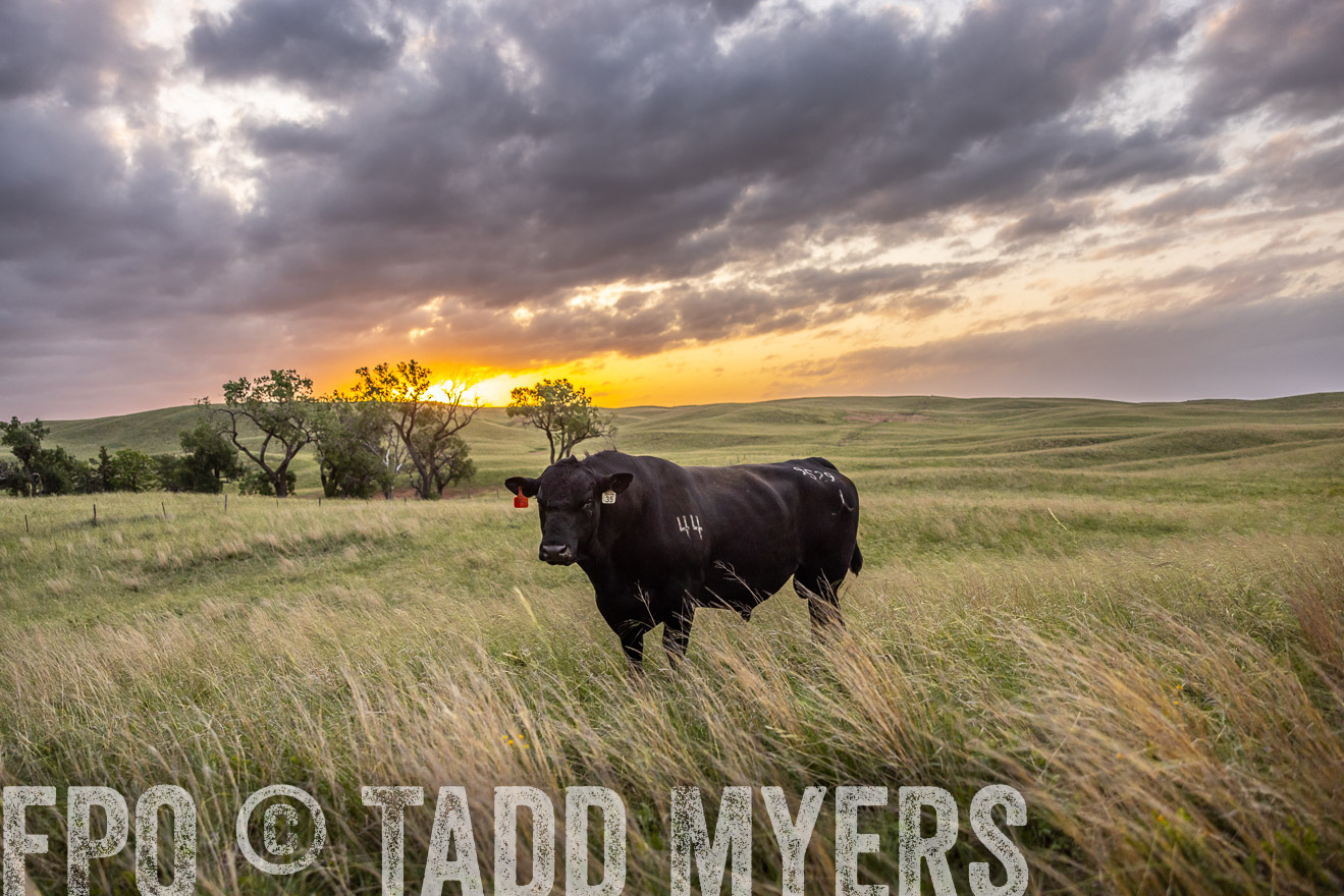 TMyers_PP_FinneyRanch_Nebraska_June2024-517865
