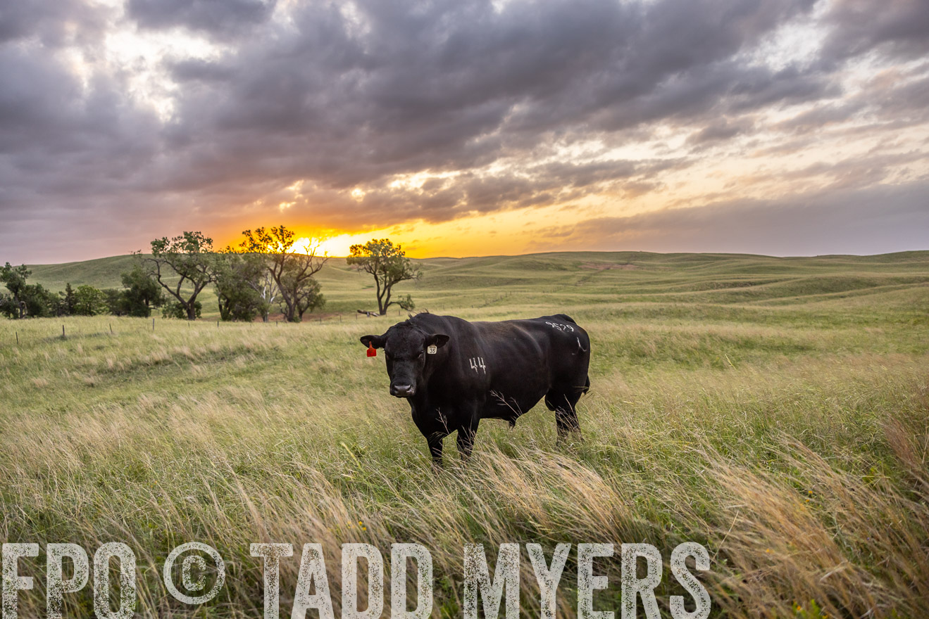 TMyers_PP_FinneyRanch_Nebraska_June2024-517871
