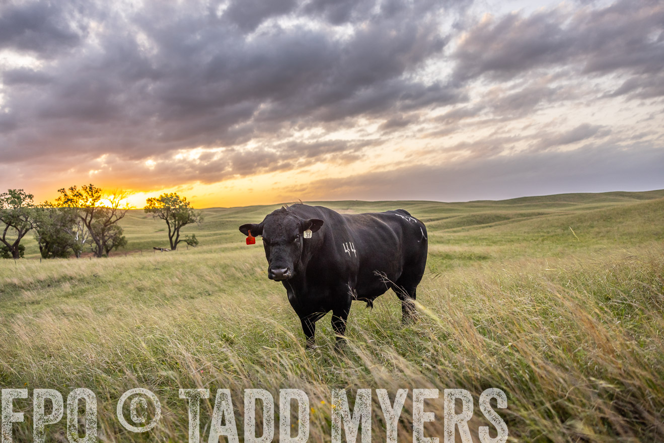TMyers_PP_FinneyRanch_Nebraska_June2024-517894