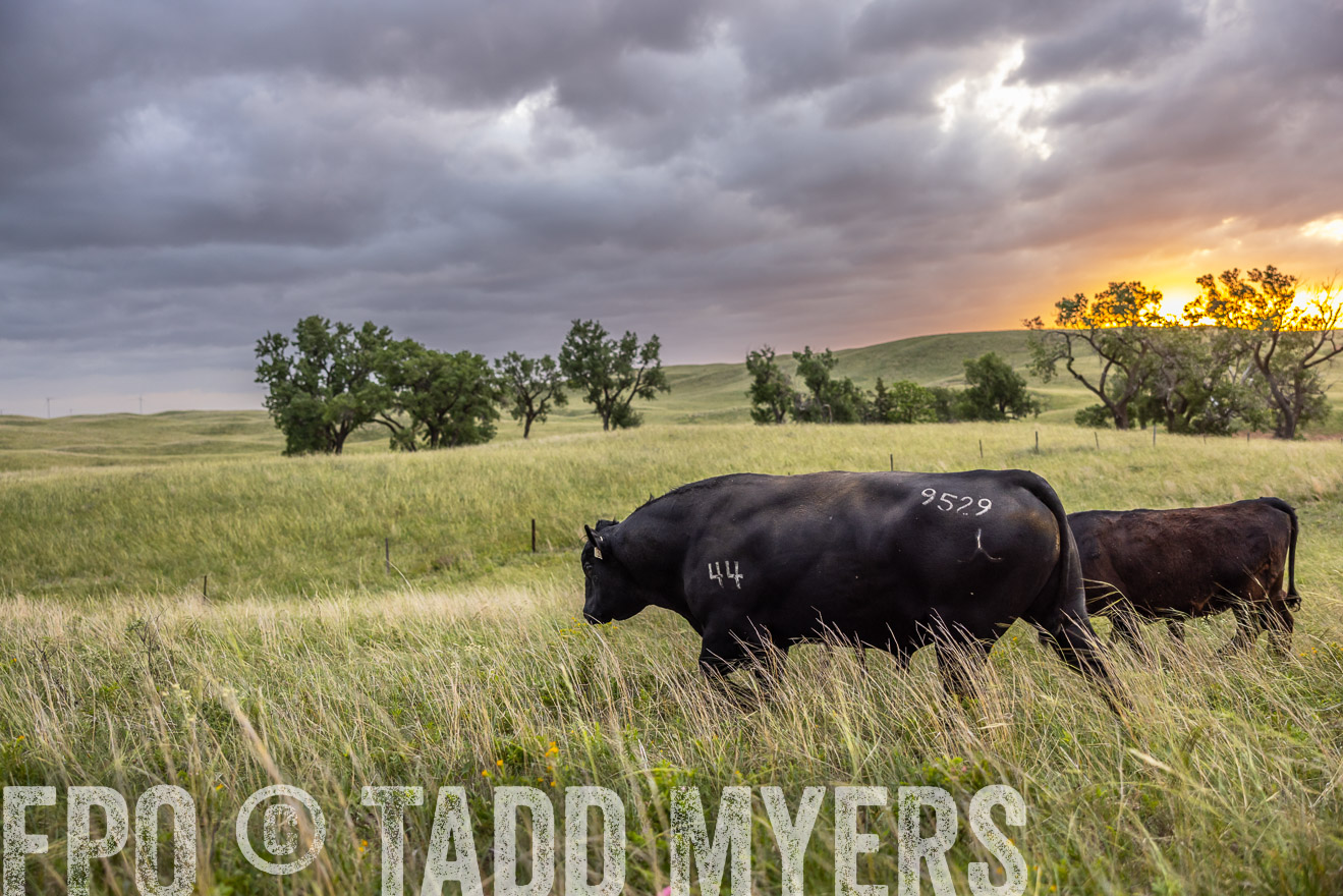 TMyers_PP_FinneyRanch_Nebraska_June2024-517977