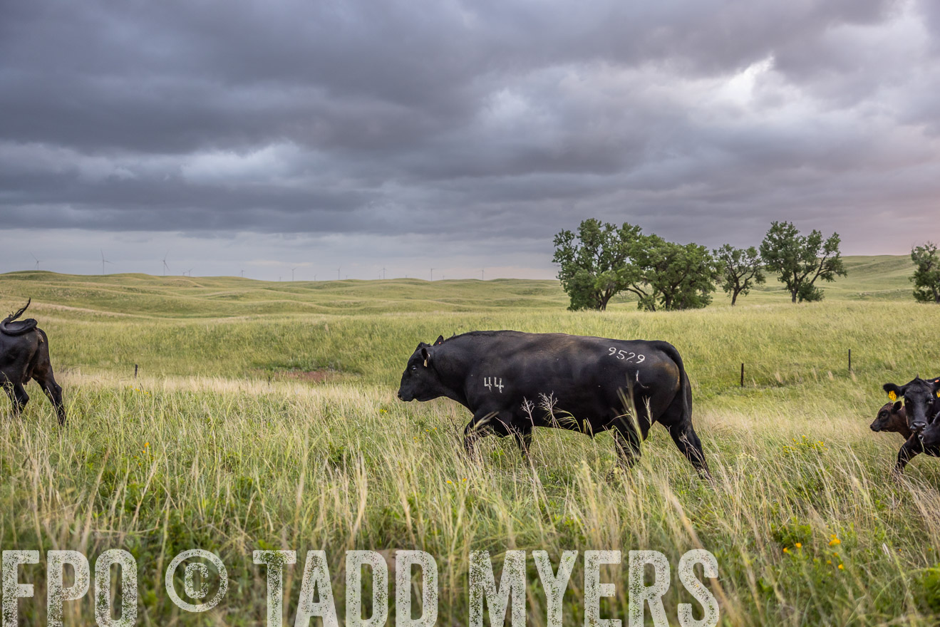 TMyers_PP_FinneyRanch_Nebraska_June2024-517993