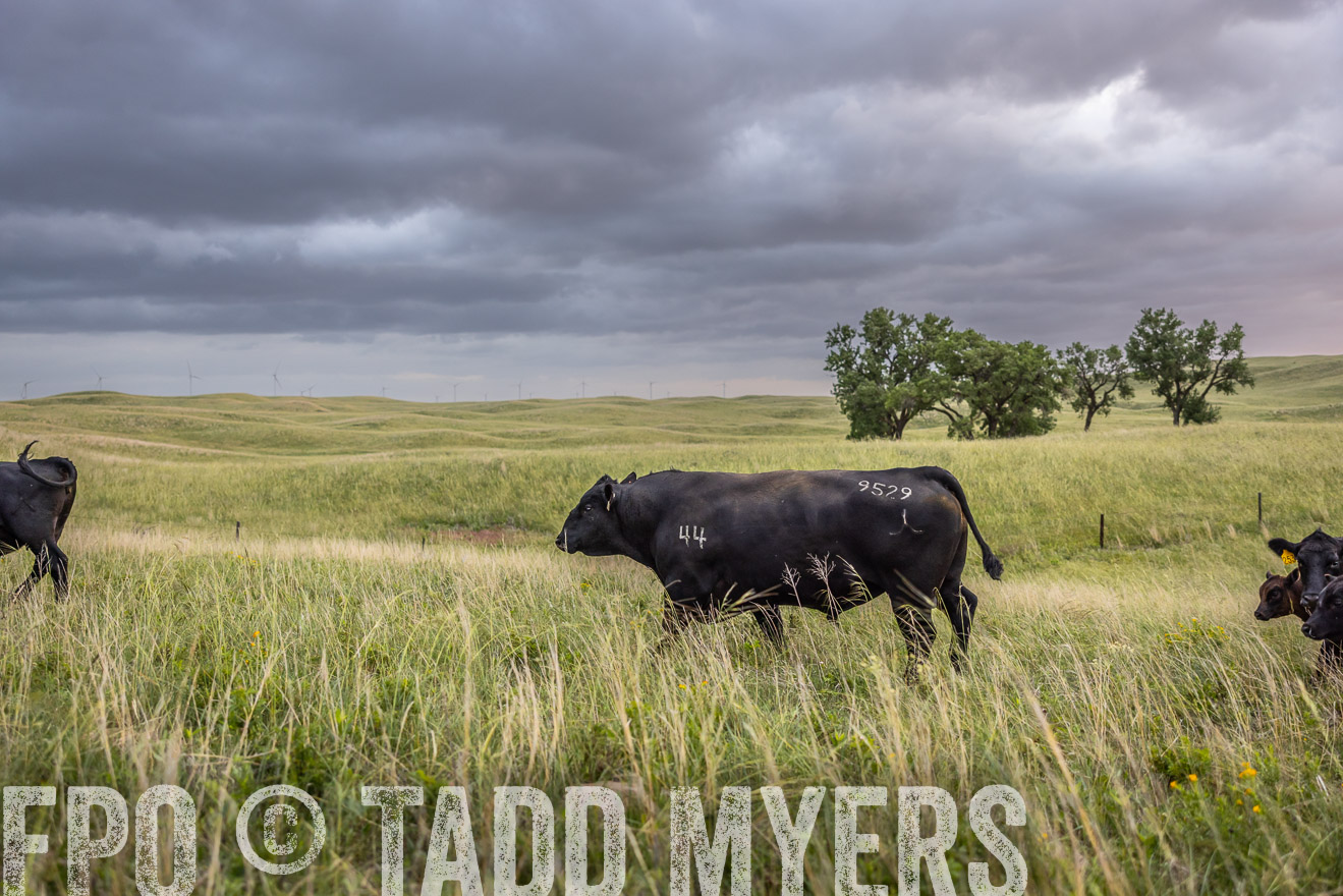 TMyers_PP_FinneyRanch_Nebraska_June2024-517996