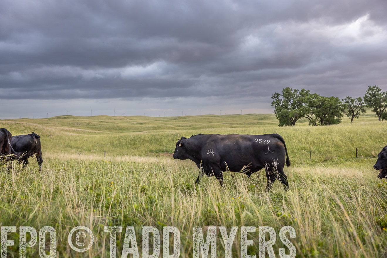 TMyers_PP_FinneyRanch_Nebraska_June2024-518001