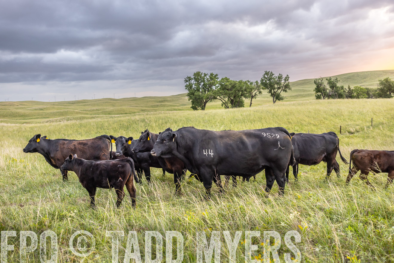 TMyers_PP_FinneyRanch_Nebraska_June2024-518061