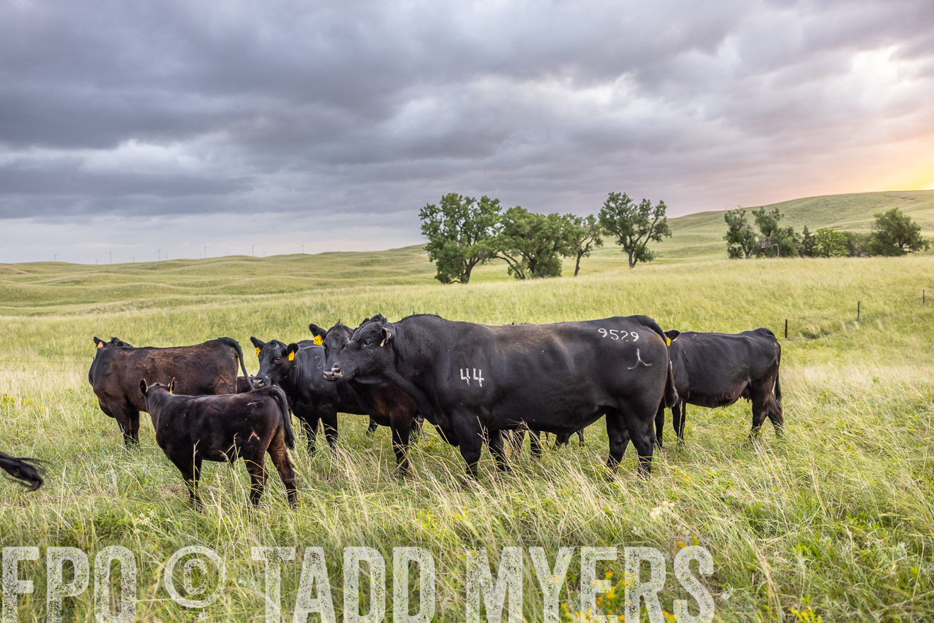 TMyers_PP_FinneyRanch_Nebraska_June2024-518074