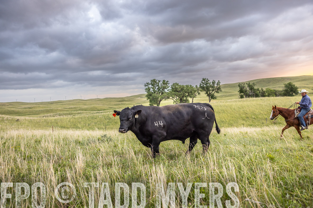 TMyers_PP_FinneyRanch_Nebraska_June2024-518225