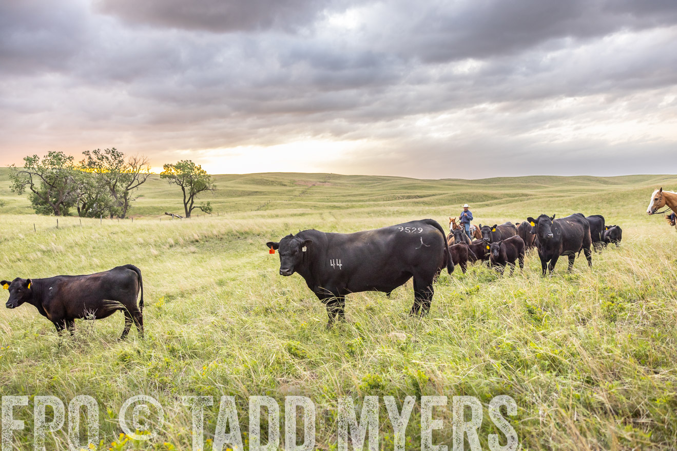 TMyers_PP_FinneyRanch_Nebraska_June2024-518250