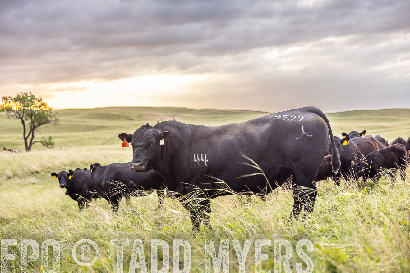 TMyers_PP_FinneyRanch_Nebraska_June2024-518276