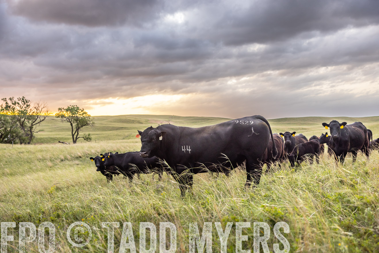 TMyers_PP_FinneyRanch_Nebraska_June2024-518282