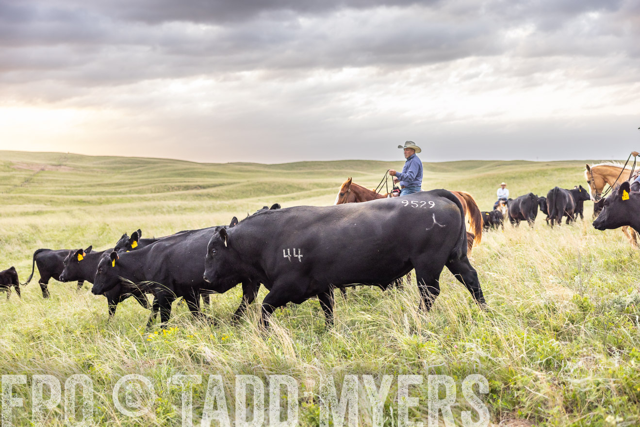 TMyers_PP_FinneyRanch_Nebraska_June2024-518290