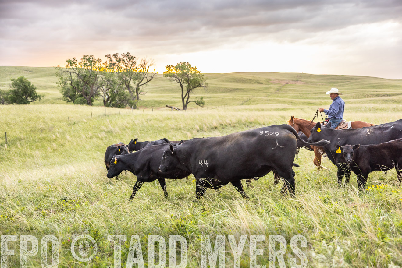 TMyers_PP_FinneyRanch_Nebraska_June2024-518304