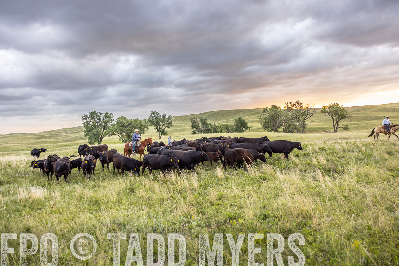TMyers_PP_FinneyRanch_Nebraska_June2024-518350